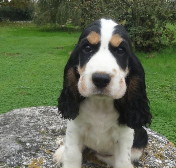 De montravel - Chiot disponible  - Cocker Spaniel Anglais