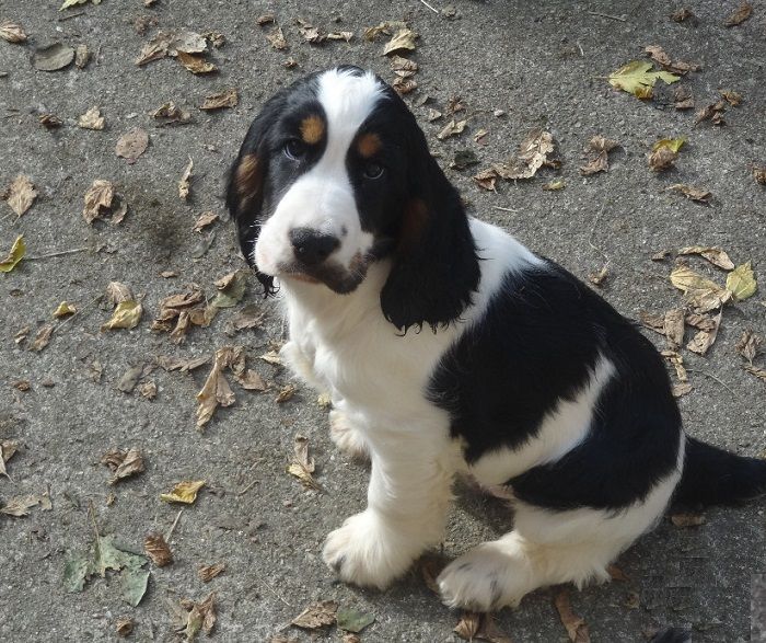 De montravel - Chiot disponible  - Cocker Spaniel Anglais