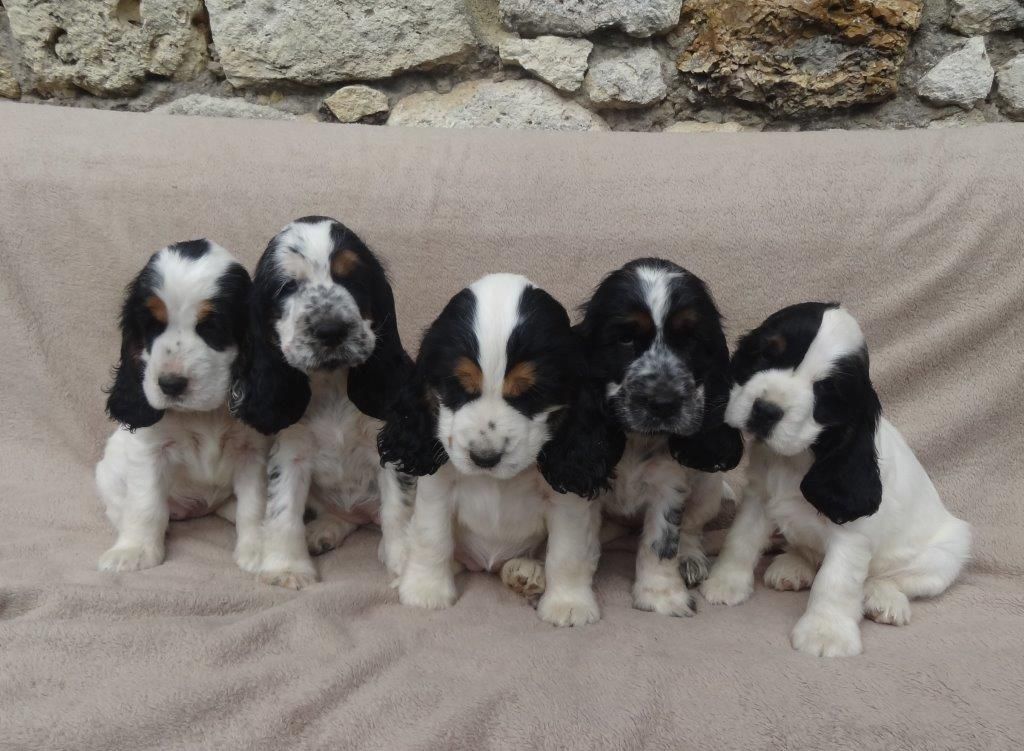 chiot Cocker Spaniel Anglais De montravel