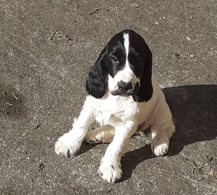 De montravel - Chiot disponible  - Cocker Spaniel Anglais