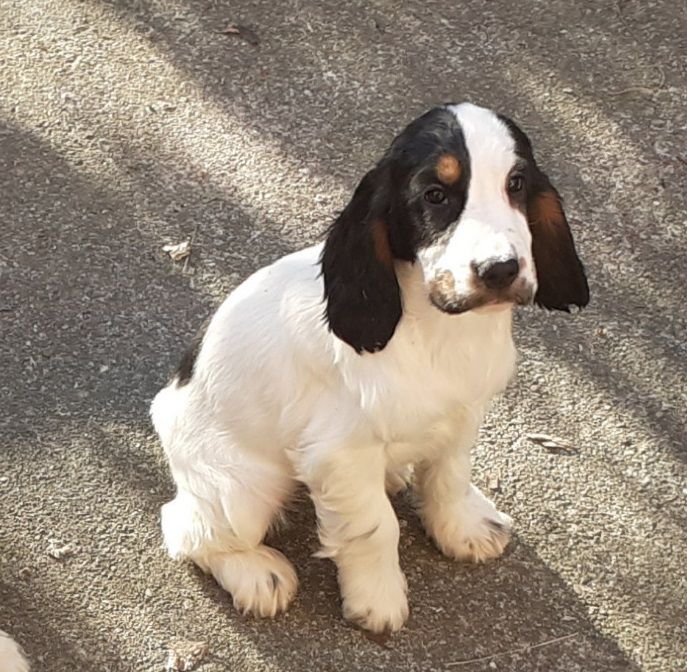 De montravel - Chiot disponible  - Cocker Spaniel Anglais