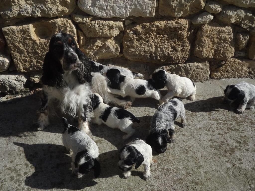 chiot Cocker Spaniel Anglais De montravel