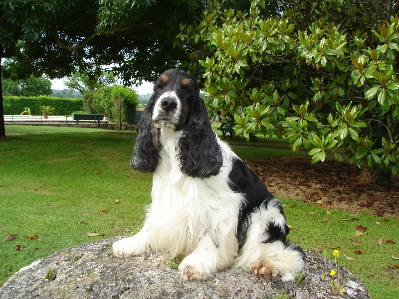 Alexios De montravel