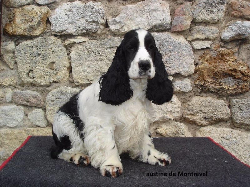 Faustine De montravel