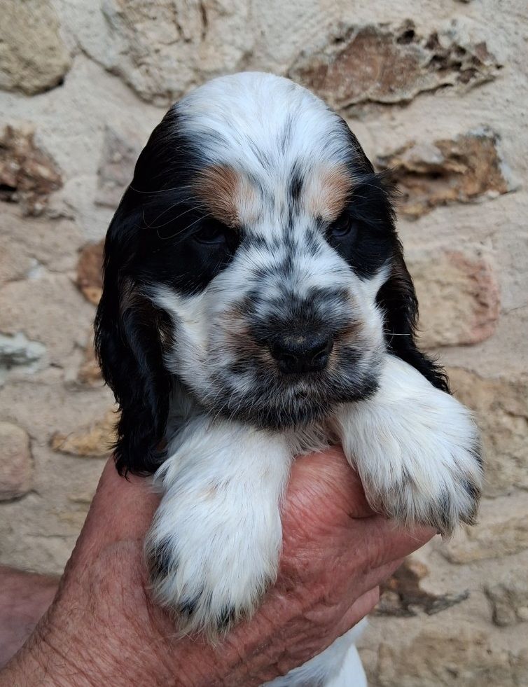 De montravel - Chiots disponibles - Cocker Spaniel Anglais