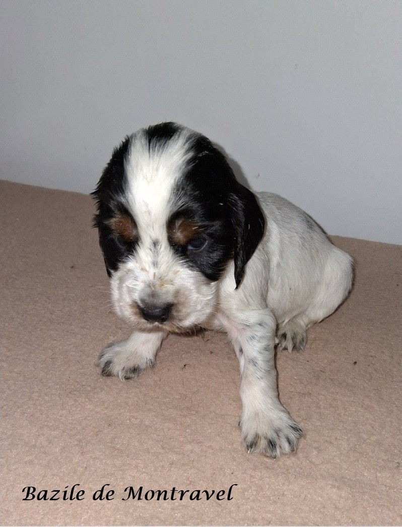 De montravel - Chiots disponibles - Cocker Spaniel Anglais