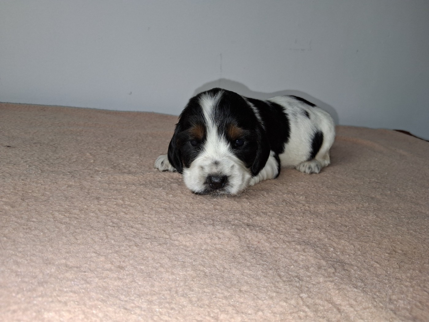 De montravel - Chiots disponibles - Cocker Spaniel Anglais