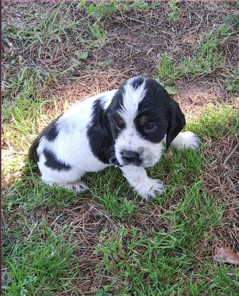 De montravel - Chiots disponibles - Cocker Spaniel Anglais