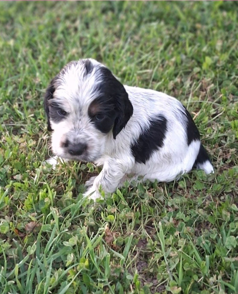 De montravel - Chiots disponibles - Cocker Spaniel Anglais
