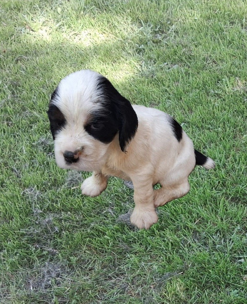 De montravel - Chiots disponibles - Cocker Spaniel Anglais