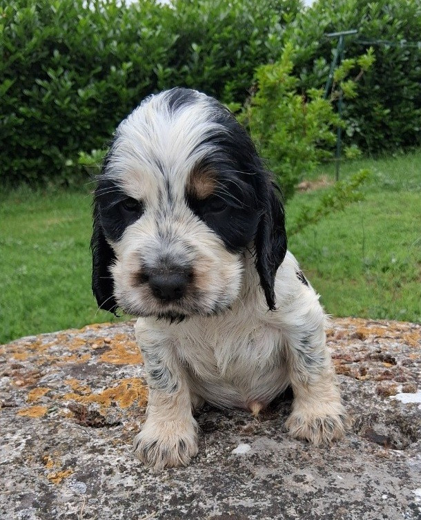 De montravel - Chiots disponibles - Cocker Spaniel Anglais