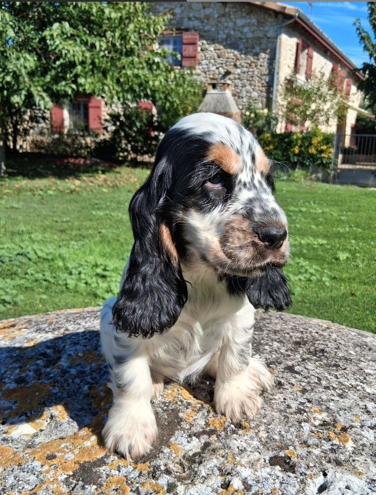 De montravel - Chiots disponibles - Cocker Spaniel Anglais