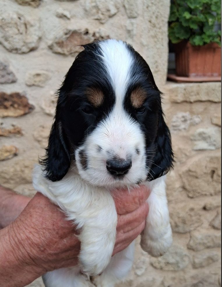 De montravel - Chiots disponibles - Cocker Spaniel Anglais